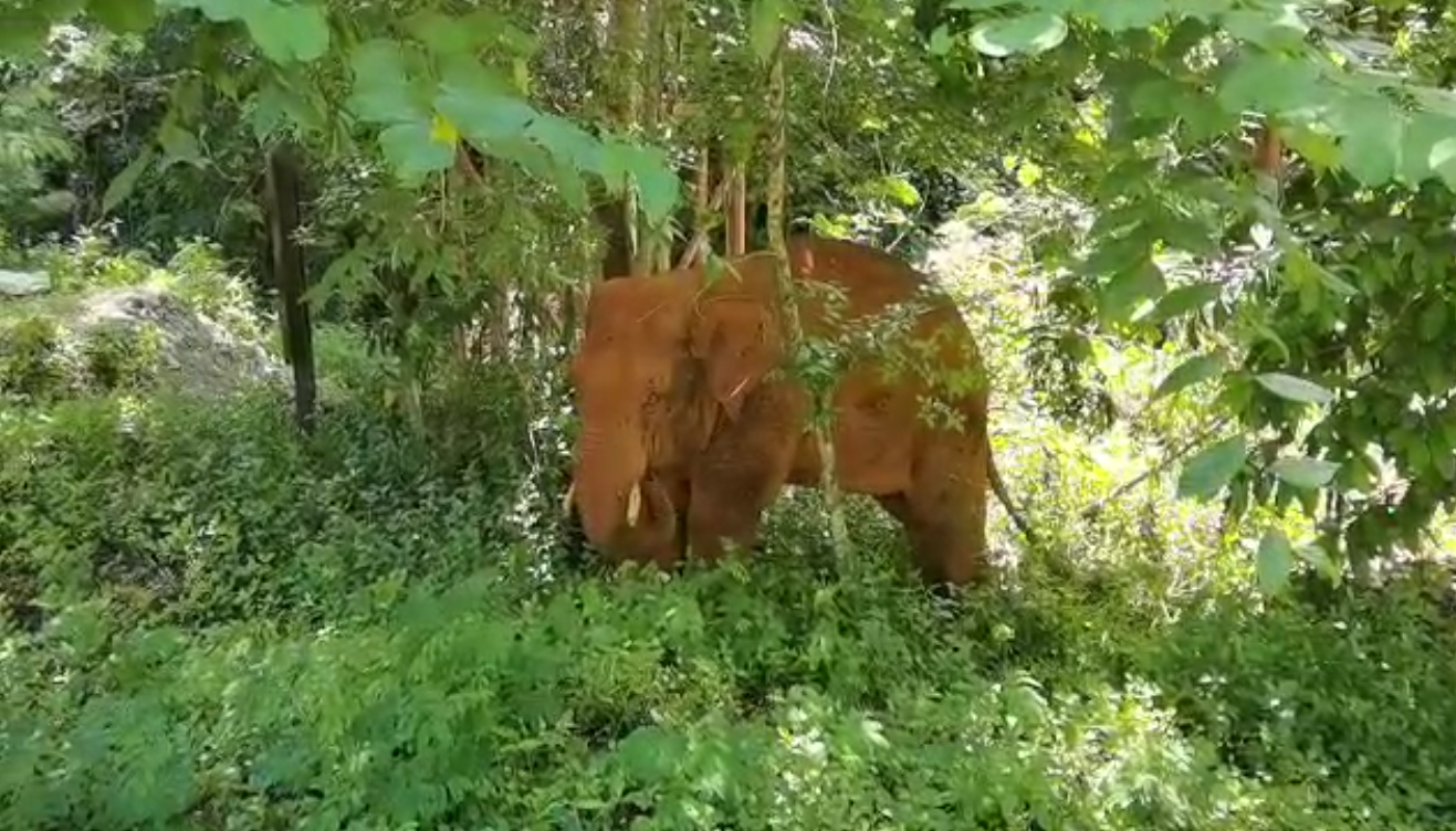 離群32天！云南北移離群獨象安全回家 專家詳解獨象&ldquo;南歸&rdquo;