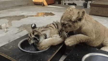 &ldquo;萌萌噠&rdquo;！虎獅&ldquo;姊妹花&rdquo;