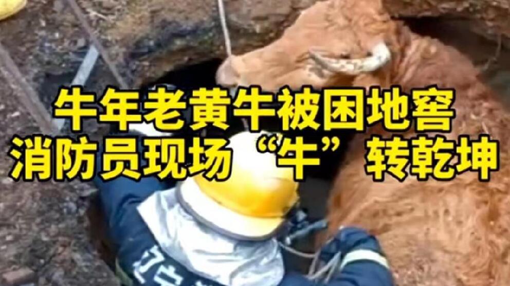 牛年老黃牛被困地窖，消防員現場&ldquo;牛&rdquo;轉乾坤！