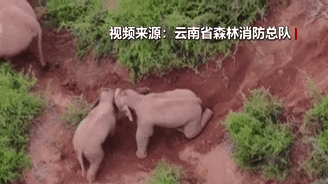 “象”往何方？野象群持續向南行進