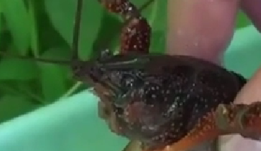 封殺！ 日本擬將小龍蝦指定為外來入侵物種