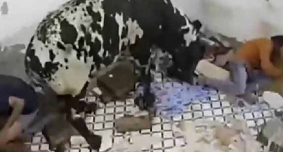 驚嚇！ 印度公牛打架沖進屋子 男子奪門而出