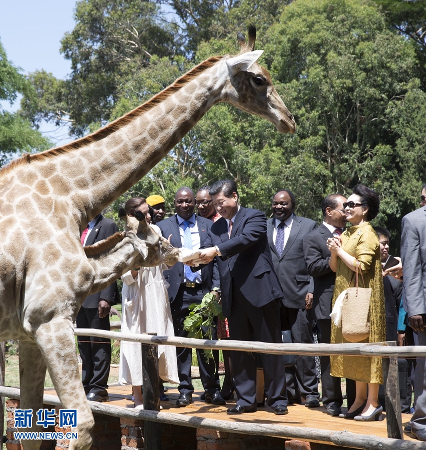 12月2日,國家主席習近平在津巴布韋考察野生動物救助基地。在基地負責人陪同下,習近平和夫人彭麗媛察看了基地救助的野生動物,并給大象、長頸鹿遞喂水果、樹葉。新華社記者 黃敬文 攝 12月2日,國家主席習近平在津巴布韋考察野生動物救助基地。在基地負責人陪同下,習近平和夫人彭麗媛察看了基地救助的野生動物,并給大象、長頸鹿遞喂水果、樹葉。新華社記者 黃敬文 攝