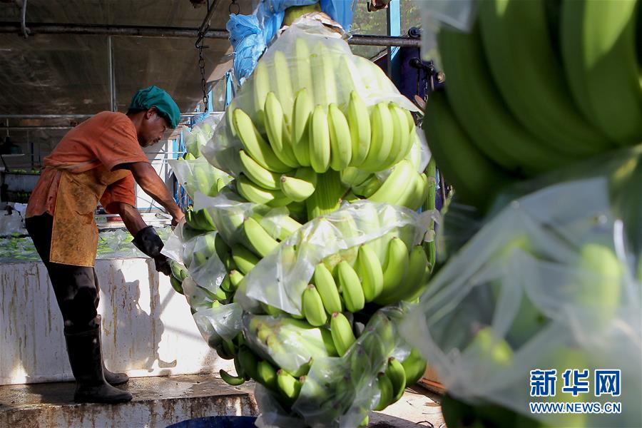 （國際&middot;圖文互動）（4）菲律賓香蕉&ldquo;北上&rdquo;記