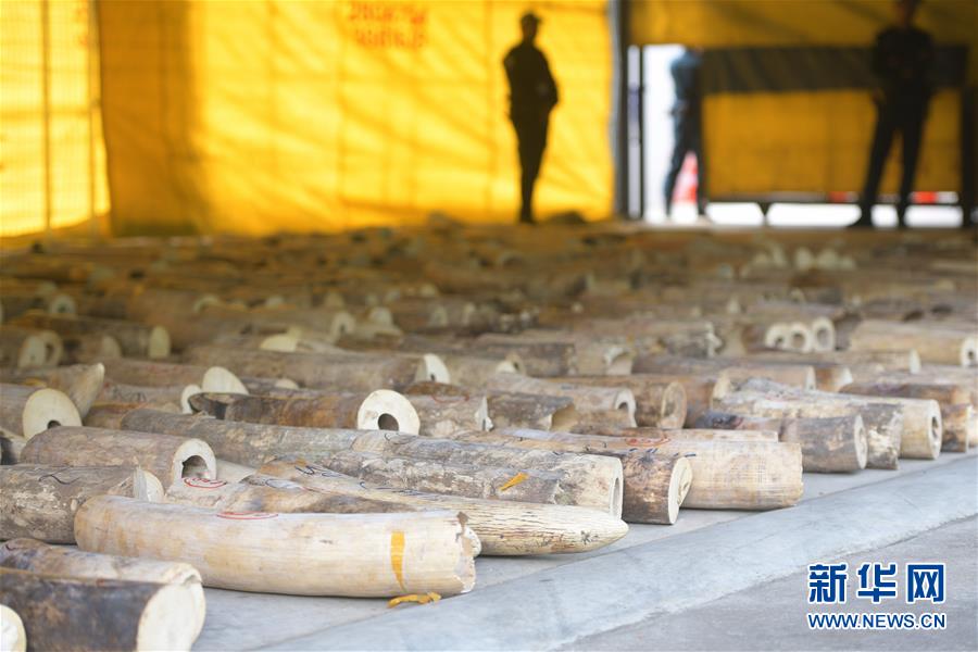 (國際)(2)新加坡截獲史上數量最多的走私象牙