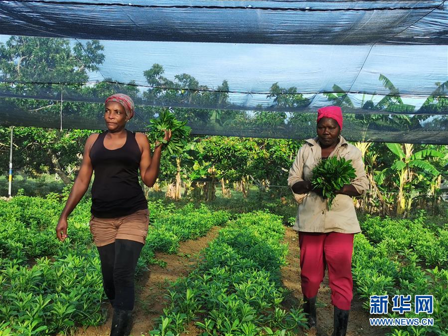 （國際&middot;圖文互動）（1）通訊：&ldquo;有機&rdquo;已成古巴農民生活方式