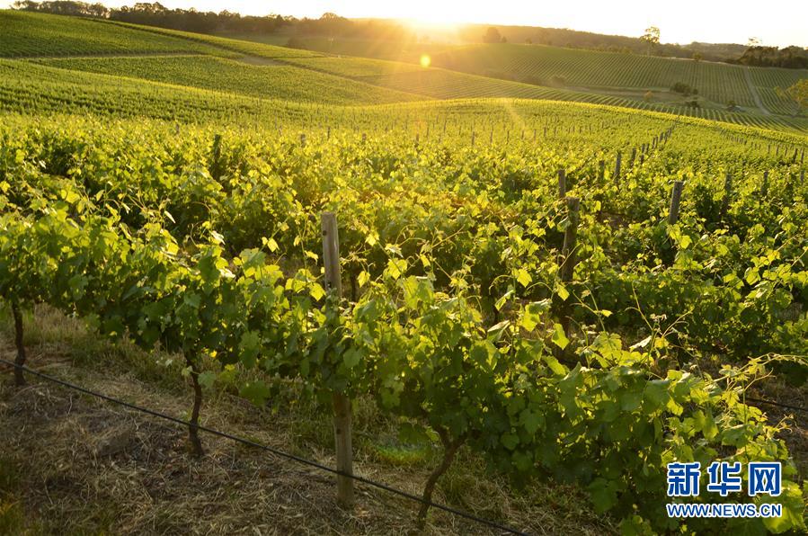 （第三屆進博會&middot;圖文互動）（1）專訪：進博會是了解中國市場的好機會&mdash;&mdash;訪澳大利亞諾瓦維塔葡萄酒集團創始人卡臣