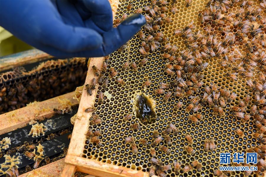 （第三屆進博會&middot;圖文互動）（6）通訊：新西蘭的進博會味道，甜