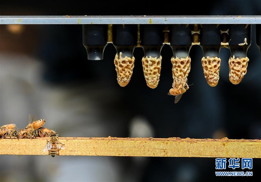 （第三屆進博會&middot;圖文互動）（9）通訊：新西蘭的進博會味道，甜