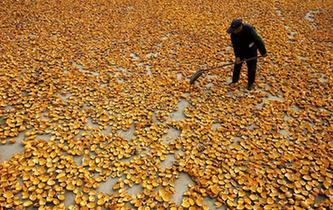 山東棗莊：小栝樓成脫貧致富&ldquo;寶葫蘆&rdquo;