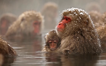 微視頻:萌翻你的冬天!動物過冬花樣多