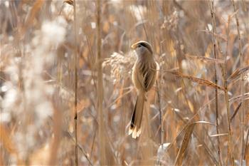 山東高青：&ldquo;鳥中熊貓&rdquo;濕地過冬