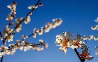 新春&ldquo;十里梅花&rdquo;迎客來